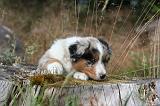 BERGER AUSTRALIEN PUPPIES 863